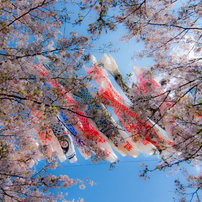 桜　酔　〜 其の二〜