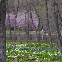 山形市野草園-春1