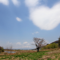 I LOVE 盛岡-桜2013