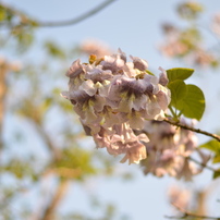 万博記念公園