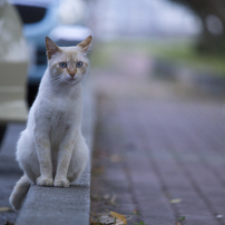 ポインテッド猫の写真 画像 写真集 写真共有サイト Photohito