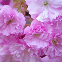 八重の桜とヤマザクラ-2013