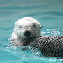 鳥羽水族館