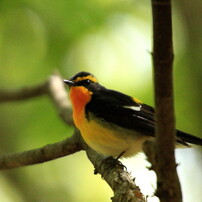 野鳥・昆虫