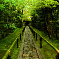 新緑の参道