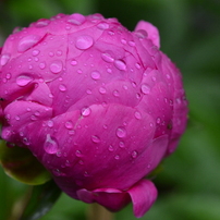 雨上がりのシャクヤク