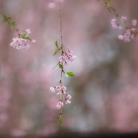 桜咲く