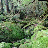 太古の森、屋久島