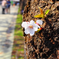 お花見。