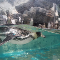 水族館。