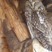 動物園。