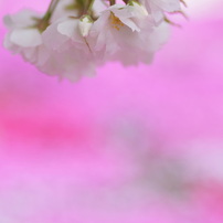 さくら＊さくら