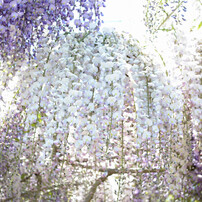若林公園　藤