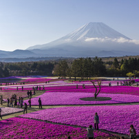 富士芝桜まつり2013