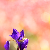 春の花の写真 画像 写真集 写真共有サイト Photohito