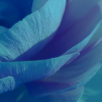 Blue petal