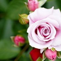 bouguet of roses