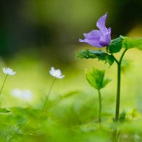 野の花たち 〜其の三〜