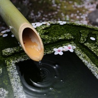 三春の桜2013