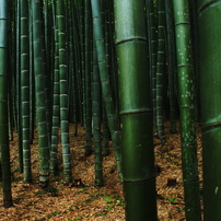 deep bamboo