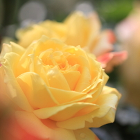 Rose Garden