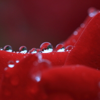 雨の薔薇園 ２０１３