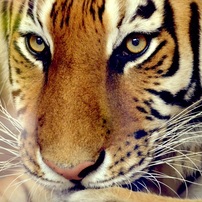 トラの写真 画像 写真集 写真共有サイト Photohito