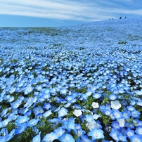 花海原に揺られて