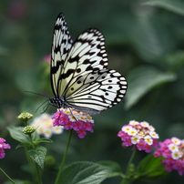 butterfly paradise