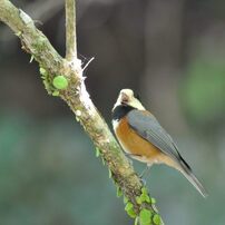 DSC_1865囀るヤマガラ