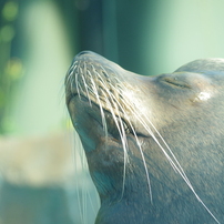 seal