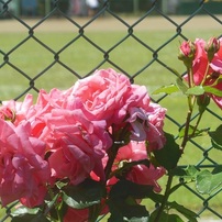 薔薇応援団♪