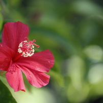 ハワイの花・植物