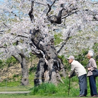 五稜郭公園の桜