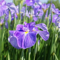 花菖蒲２
