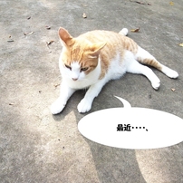 ネコまんが - 最近・・・・。