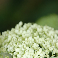 Virtual Garden ~Hydrangea ~ 