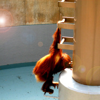 asahiyama-zoo(2008)