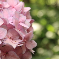 初夏の花