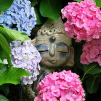 千光寺　紫陽花（3）