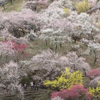 花＆風景・春