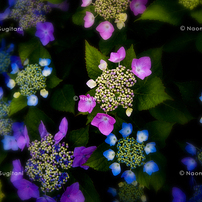 雨の花　紫陽花