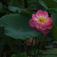 蓮華