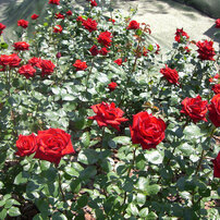 薔薇