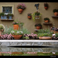 un jardin des fleurs.8