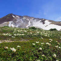 花畑と旭岳・・・旭岳登山㉑