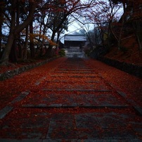 Lumi旅＠紅葉