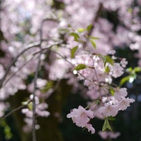 神苑のさくら