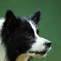 ボーダー コリーの写真 画像 写真集 写真共有サイト Photohito