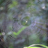 蜘蛛の巣の写真 画像 写真集 写真共有サイト Photohito